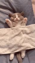 Image result for Sleepy Cute Kitten Memes