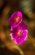 Image result for Calandrinia umbellata