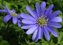 Anemone apennina Double Form に対する画像結果