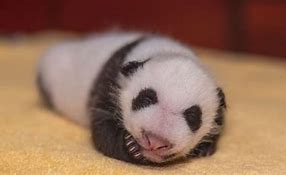 Image result for Cute Baby Giant Panda