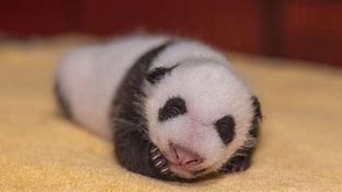 Image result for Baby Panda Pink