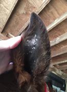 Image result for Horse Ear Fungus