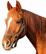Image result for Horse Transparent Image