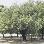 Image result for albero