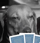 Image result for Poker Face Dog Meme