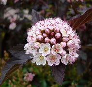 Image result for PHYSOCARPUS OPULIFOLIUS SUMMERWINE