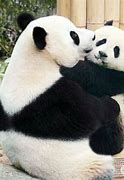 Image result for Mom and Baby Panda Bear