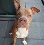 Image result for Red Pitbull Puppy