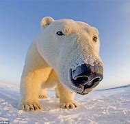 Image result for Bear with Nose On Camera Meme