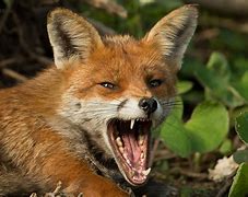 Image result for Angry Fox Ears