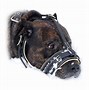 Image result for Best Muzzle for a Pitbull