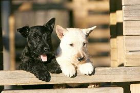 Image result for Scottie Dog Puppies