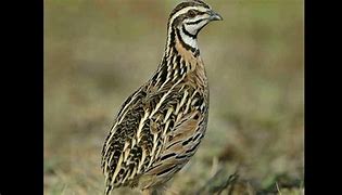 Image result for Quail Sounds