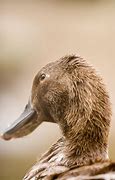 Image result for Brass Duck Head Stake