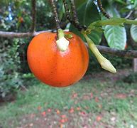 Image result for Fruits and Flowers
