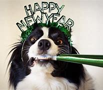 Image result for Happy New Year Eith Dogs