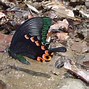 Image result for Most Rare Butterfly in the World