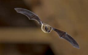 Image result for Are Bats Mammals