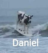 Image result for Daniel the Cow Meme