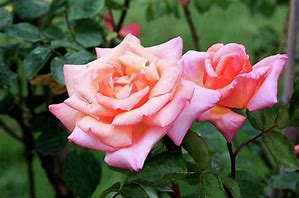Image result for Rosa Compassion