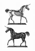 Image result for Unicorn Anatomy