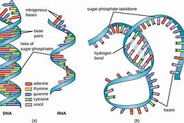 Image result for DNA vs RNA Molecule