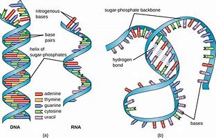 Image result for DNA and RNA Explianed