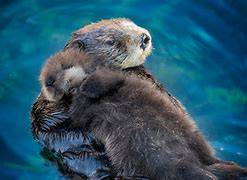 Image result for Pictures of Baby White Otters Sleeping