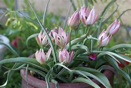 Image result for Tulipa Garden of Clusius