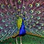 Image result for Peacock Feather iPhone Wallpaper