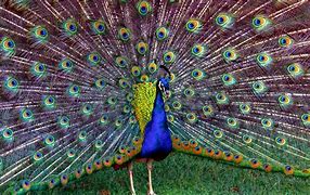 Image result for Peacock's Feathers