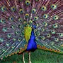 Image result for Rainbow Peacock Feathers