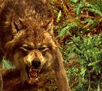 Image result for Twilight Werewolves