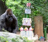 Image result for Ozzie world's oldest gorilla dies