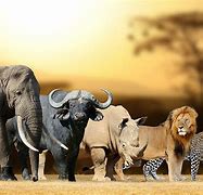 Image result for Big 5 Wild Animals