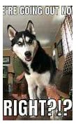 Image result for UW Huskies Meme