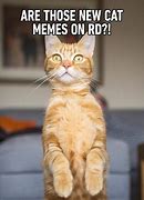 Image result for Cat Meme Original