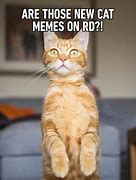 Image result for Funny Cat Memes 2023