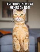 Image result for Say What Cat Meme