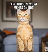 Image result for Funny Cat Memes 1080X1080