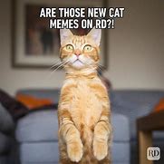 Image result for Cat Phone Call Meme