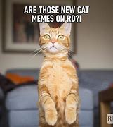 Image result for Cat Memes Funny Not Clean