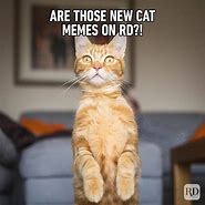 Image result for Pretty Cat Memes