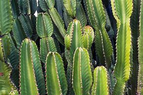 Image result for Cactus in the Wild