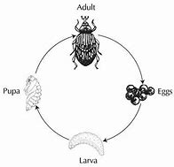 Image result for Cricket Insect Life Cycle