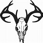Image result for Deer Skull without Antlers
