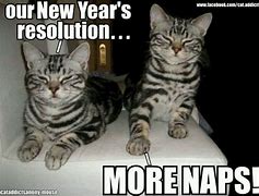 Image result for Funny Hapoy New Year Cats
