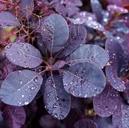 Image result for Purple Leaf Bush