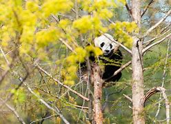 Image result for San Diego Zoo Giant Panda
