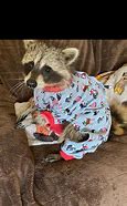 Image result for Bob Ross Baby Raccoon